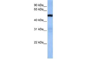Image no. 1 for anti-TRAF3 Interacting Protein 3 (TRAF3IP3) (Middle Region) antibody (ABIN2783976)