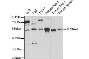 SLC46A2 antibody  (AA 1-110)