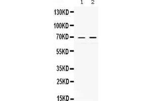 Image no. 2 for anti-REL proto-oncogene (c-Rel) (AA 268-306), (Middle Region) antibody (ABIN3043314)