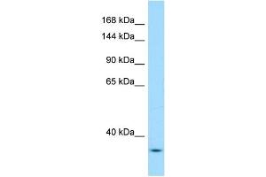 Image no. 1 for anti-YEATS Domain Containing 2 (YEATS2) (N-Term) antibody (ABIN2784259)