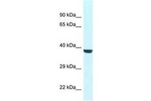 Image no. 1 for anti-WD Repeat Domain 45B (WDR45B) (AA 65-114) antibody (ABIN6747425)