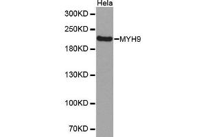 Western Blotting (WB) image for anti-Myosin 9 (MYH9) (AA 1711-1960) antibody (ABIN1513234)