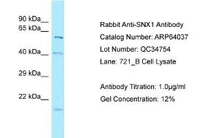 Image no. 1 for anti-Sorting Nexin 1 (SNX1) (N-Term) antibody (ABIN2789705)