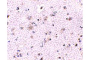 Image no. 2 for anti-Brain and Reproductive Organ-Expressed (TNFRSF1A Modulator) (BRE) (N-Term) antibody (ABIN6656869)