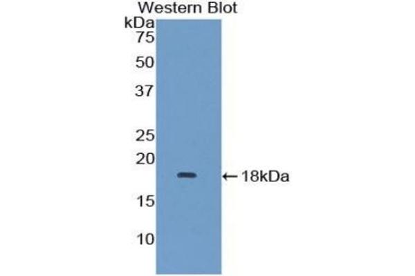 MAPKSP1 antibody  (AA 1-124)