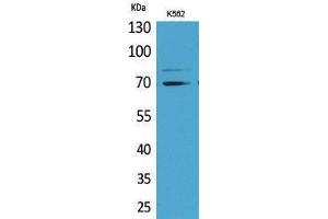 Image no. 1 for anti-Kelch-Like ECH-Associated Protein 1 (KEAP1) (Internal Region) antibody (ABIN3187753)