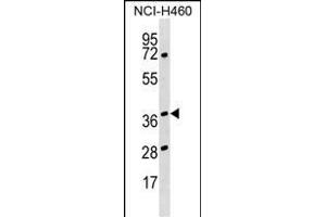 HNRNPH3 Antibody (Center) (ABIN1538679 and ABIN2848729) western blot analysis in NCI- cell line lysates (35 μg/lane).