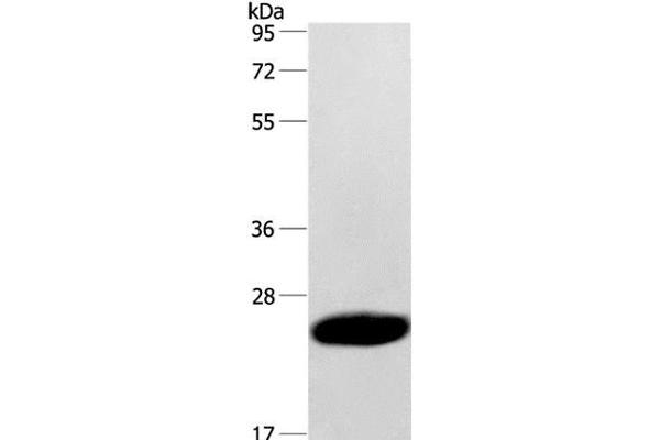 Caveolin 3 anticorps
