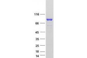 Image no. 1 for SEC14-Like 1 (SEC14L1) (Transcript Variant 3) protein (Myc-DYKDDDDK Tag) (ABIN2731558)