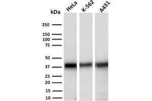 Image no. 1 for anti-Aldo-keto Reductase Family 1, Member C2 (AKR1C2) antibody (ABIN6939232)
