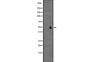 Image no. 1 for anti-Chemokine (C-C Motif) Receptor 9 (CCR9) antibody (ABIN6260563)