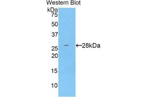 anti-Cathepsin C (CTSC) (AA 231-463) antibody