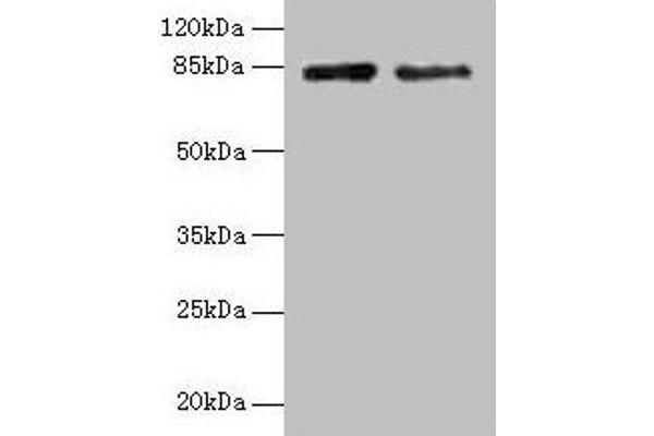HJURP Antikörper  (AA 1-748)