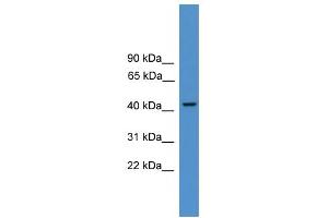 Image no. 2 for anti-Proteasome (Prosome, Macropain) 26S Subunit, ATPase, 3 (PSMC3) (N-Term) antibody (ABIN2787581)