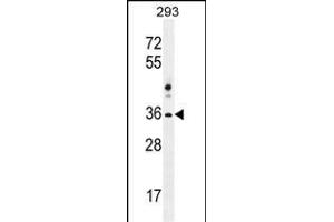 NKX1-2 antibody  (AA 46-74)