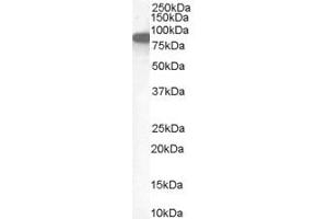 Image no. 2 for anti-Ezrin (EZR) (Internal Region) antibody (ABIN185664)