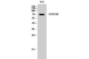 Image no. 1 for anti-Coiled-Coil Domain Containing 99 (CCDC99) (C-Term) antibody (ABIN3183716)