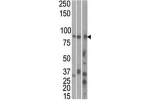 Image no. 1 for anti-MAP/microtubule Affinity-Regulating Kinase 1 (MARK1) (AA 671-700) antibody (ABIN3031688)