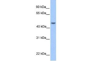 Image no. 1 for anti-Ankyrin Repeat and SOCS Box Containing 6 (ASB6) antibody (ABIN2459664)