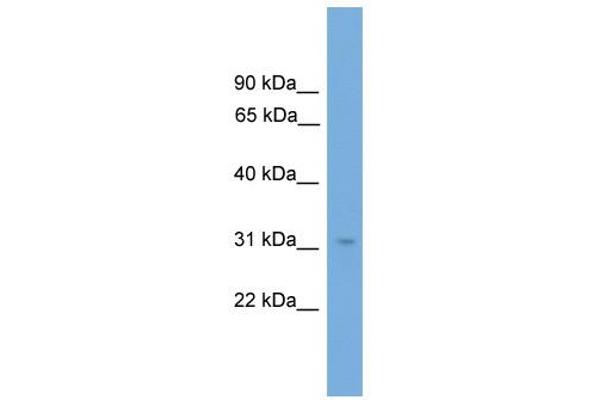anti-Nuclear Receptor Binding Factor 2 (NRBF2) (N-Term) antibody