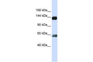 Image no. 1 for anti-Rap Guanine Nucleotide Exchange Factor (GEF) 1 (RAPGEF1) antibody (ABIN634290)