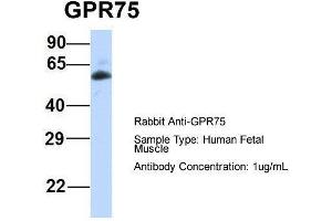 Image no. 3 for anti-G Protein-Coupled Receptor 75 (GPR75) (Middle Region) antibody (ABIN2777752)