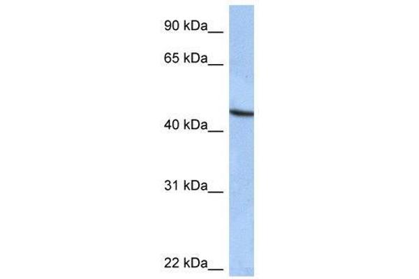anti-Zinc Finger Protein 766 (ZNF766) (C-Term) antibody