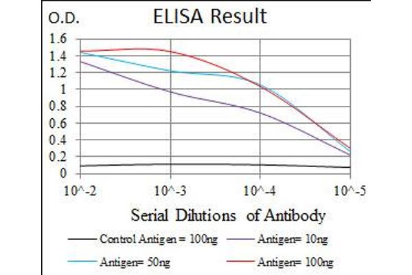 anti-CCAAT/enhancer Binding Protein (C/EBP), alpha (CEBPA) antibody