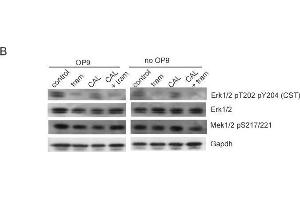 Image no. 88 for anti-Glyceraldehyde-3-Phosphate Dehydrogenase (GAPDH) (Center) antibody (ABIN2857072)