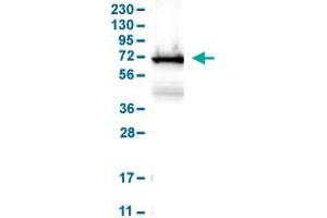 Image no. 2 for anti-Lymphocyte Cytosolic Protein 1 (LCP1) (AA 18-77) antibody (ABIN5774342)