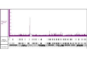 Image no. 1 for anti-CRISPR-Cas9 (N-Term) antibody (ABIN6971494)
