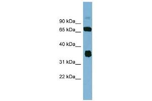 Image no. 1 for anti-O-Sialoglycoprotein Endopeptidase (OSGEP) (Middle Region) antibody (ABIN632412)