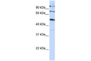 Image no. 1 for anti-F-Box Protein 5 (FBXO5) (C-Term) antibody (ABIN631366)