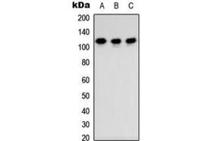 Image no. 1 for anti-Zinc Finger Protein 537 (ZNF537) (Center) antibody (ABIN2707217)