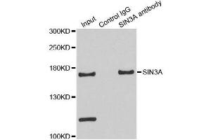 Image no. 5 for anti-SIN3 homolog A, transcription regulator (SIN3A) antibody (ABIN3023703)