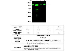 Image no. 1 for anti-Optineurin (OPTN) (AA 1-577) antibody (ABIN6924096)