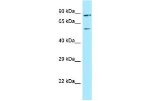Image no. 1 for anti-Leucine Rich Repeat (In FLII) Interacting Protein 2 (LRRFIP2) (C-Term) antibody (ABIN2787915)