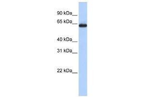 Image no. 1 for anti-Solute Carrier Family 34 (Sodium Phosphate), Member 3 (SLC34A3) (Middle Region) antibody (ABIN927330)