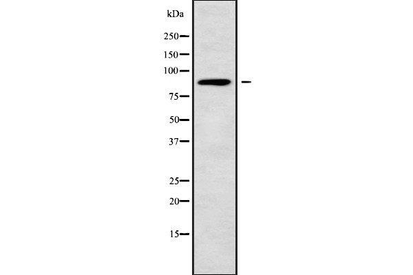 anti-Nucleoporin 88kDa (NUP88) (Internal Region) antibody