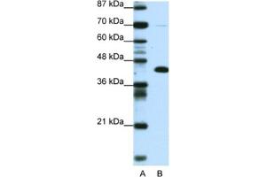 Image no. 1 for anti-Zinc Finger and BTB Domain Containing 25 (ZBTB25) antibody (ABIN2460742)