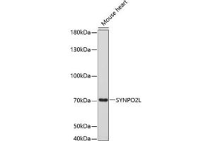 SYNPO2L antibody  (AA 700-800)