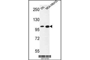 Image no. 1 for anti-Nuclear Receptor Coactivator 7 (NCOA7) antibody (ABIN2446733)