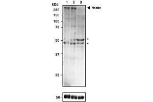 Image no. 4 for anti-Nestin (NES) (C-Term) antibody (ABIN2452058)
