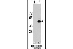 Image no. 1 for anti-Heparan Sulfate 2-O-Sulfotransferase 1 (HS2ST1) (AA 16-45), (N-Term) antibody (ABIN391988)
