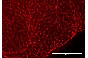 Immunofluorescence Microscopy of Chicken Anti-RFP antibody.