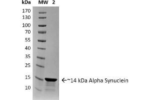 SNCA Protein (full length)