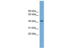 Image no. 1 for anti-RNA Binding Motif Protein 9 (RBM9) (C-Term) antibody (ABIN2780088)