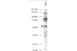 Western blot analysis is shown using  Affinity Purified anti-NEK2 antibody to detect endogenous protein present in an unstimulated mouse A-20 whole cell lysate (arrowhead).