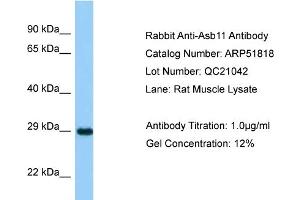 Image no. 1 for anti-Ankyrin Repeat and SOCS Box-Containing 11 (ASB11) (N-Term) antibody (ABIN2784641)