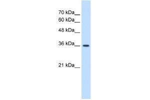 Image no. 1 for anti-MAS1 Oncogene (MAS1) (Middle Region) antibody (ABIN2784455)